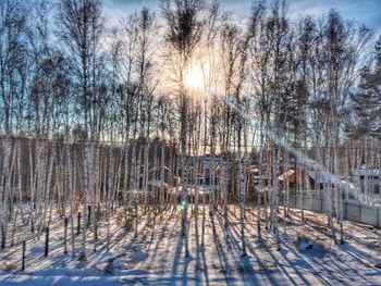 Trees against sky during winter