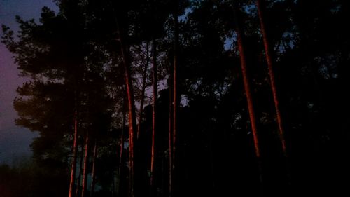 Low angle view of trees in forest at night