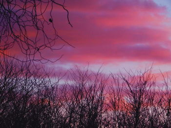 Silhouette of bare trees against cloudy sky