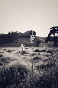 Close-up of flowering plants on land against sky