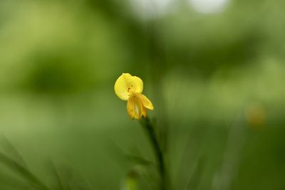 Close-up of yellow flower