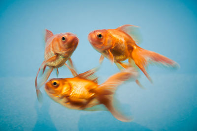 Close-up of goldfishes swimming in fishbowl