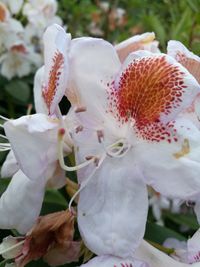 Close-up of fresh white flowers