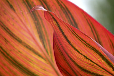 Close-up of red leaf
