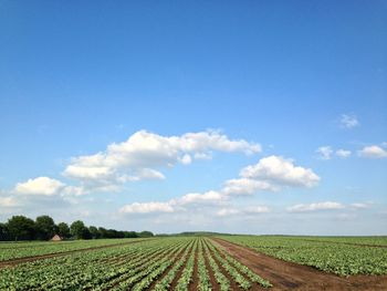 Scenic view of field against clear sky