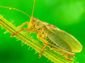 Close-up of insect on leaf