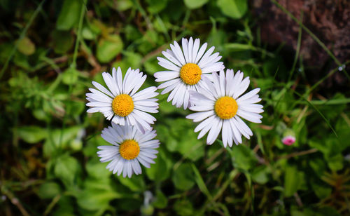 Close-up of white daisy flowers on field