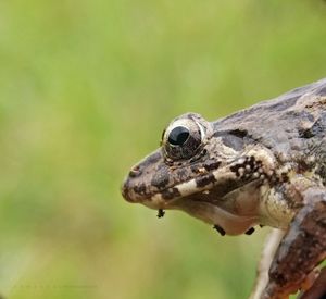 Close-up of turtle