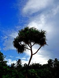 Low angle view of palm tree against blue sky