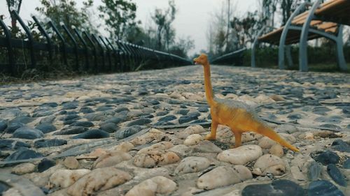 Close-up of turtle swimming in water