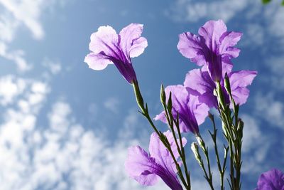 Close-up of pink flowers