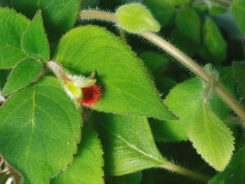 Close-up of green plant