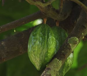 Close-up of fruit growing on tree