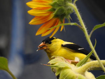 American goldfinch eating sunflower seeds from flower