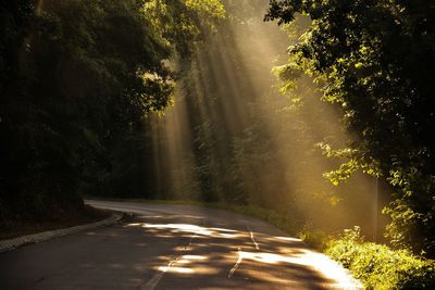 Country road along trees