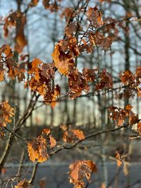 Close-up of dry leaves on tree