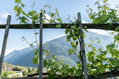 Plants and mountains against sky