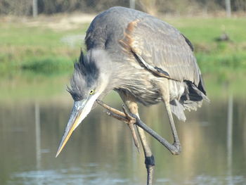 Close-up of bird perching on a lake