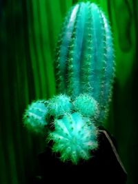 Close-up of cactus plant