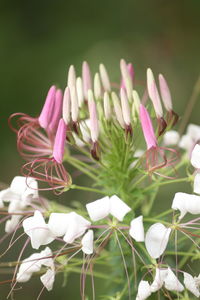 Close-up of pink flowering plant