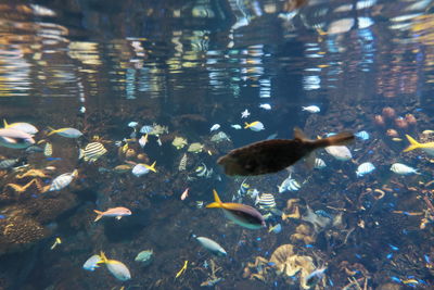 Flock of fish swimming in sea