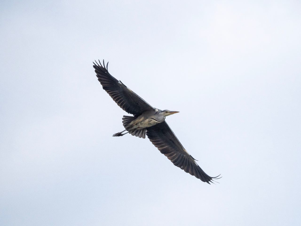 flying, animals in the wild, bird, animal wildlife, animal themes, animal, vertebrate, spread wings, sky, mid-air, low angle view, one animal, motion, clear sky, nature, no people, copy space, day, outdoors, full length, eagle