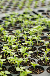 Close-up of young plant growing in greenhouse