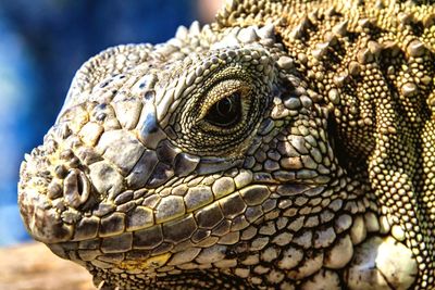 Close-up portrait of lizard