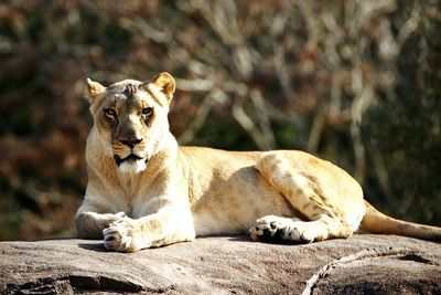 Portrait of lion sitting on rock