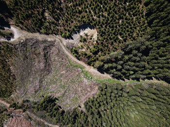 High angle view of road amidst trees in forest