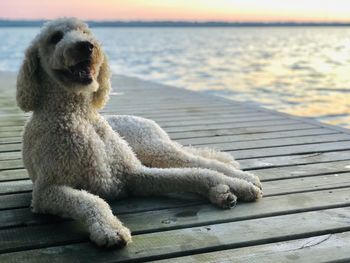 View of dog relaxing on pier