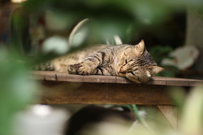 Close-up of a cat sleeping