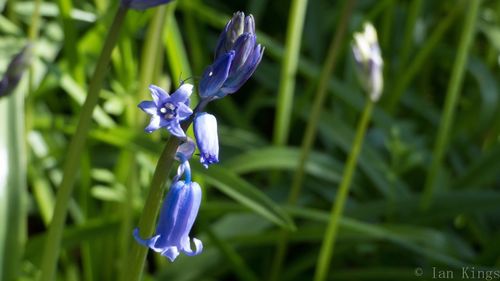 Close-up of purple iris flower