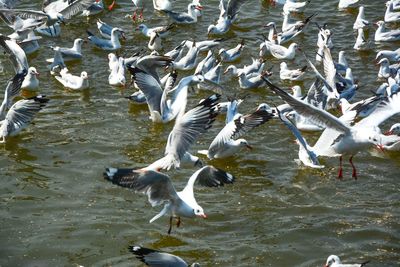 High angle view of seagulls flying over lake