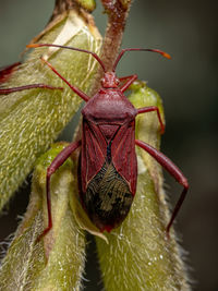 Close-up of insect on leaf