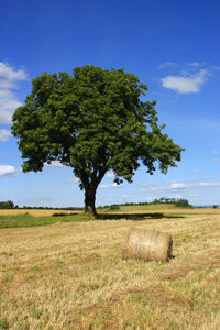 Tree on field against sky