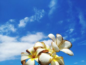 Low angle view of white flowering plants against blue sky