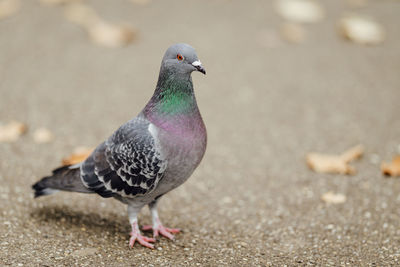 Close-up of pigeon
