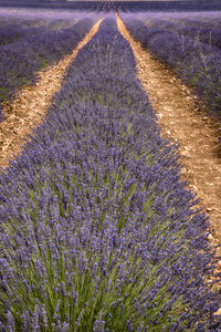 Shadow of flowering plant on field