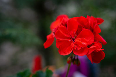 Close-up of red flowering plant