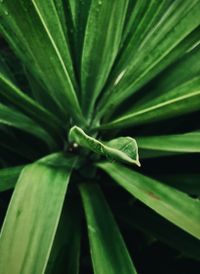 Close-up of raindrops on leaves