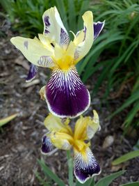 Close-up of purple flower