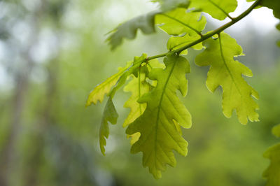 Close-up of green leaves on tree