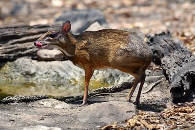Mouse deer in natural forest