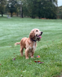 Dolly walking in roundhay park