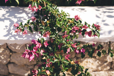 High angle view of bougainvillea flowers blooming outdoors