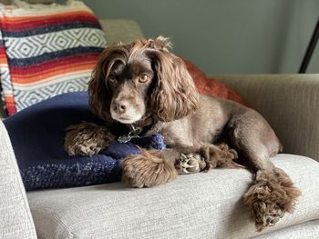 Portrait of dog sitting on sofa at home