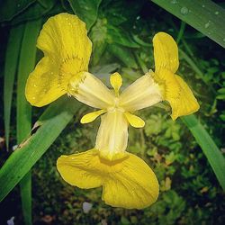 Close-up of yellow flower