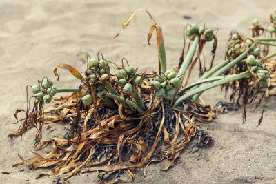 Close-up of plants growing on field