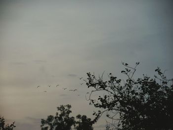 Low angle view of silhouette birds flying against sky